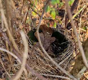 Altes Vogelnest