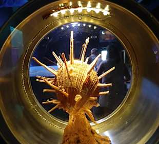 CretAquarium