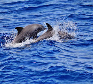 Auf der Delphintour...
