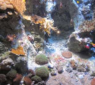 Aquarium 
