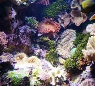 Shedd Aquarium Chicago