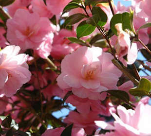 Осторов майнау