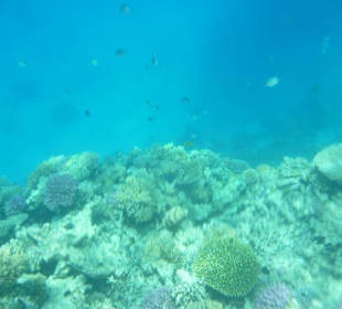 Schnorcheln mit Susi