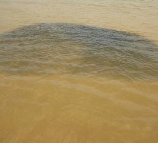 Fischschwarm (kleine Fische) im Meer