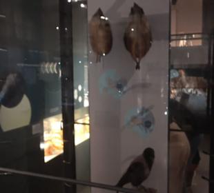Museum für Naturkunde