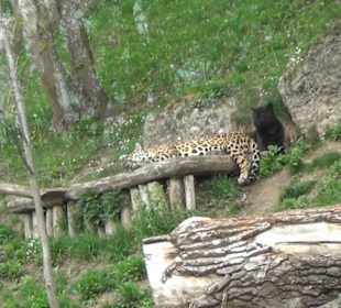 Südamerika Bereich - Jaguar