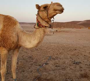 Wüstentour Hurghada