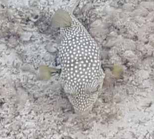 Schnorcheln Marsa Alam