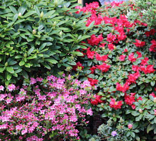 Berggarten Blumen