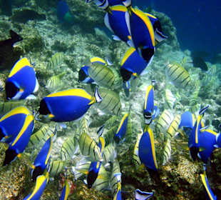Fische
