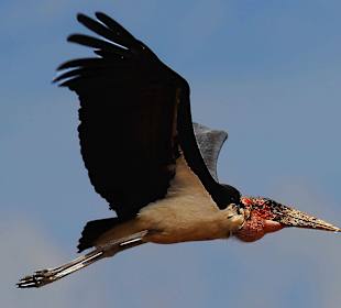 Marabu  in der Massai Mara
