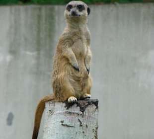 Mieszkańcy zoo