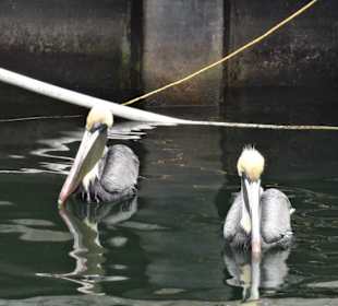 Pelikane 