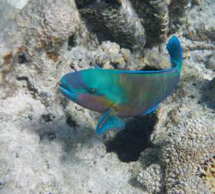 Schnorcheln Gorgonia Beach