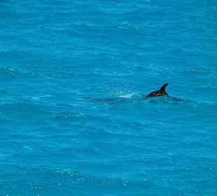 Speedboot Tour Hurghada 