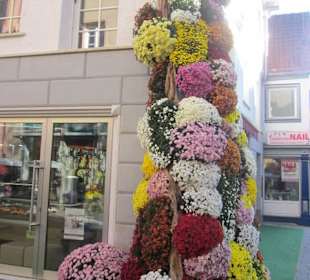 Chrysanthema Lahr