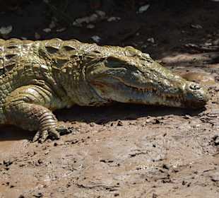 Krokodile am Beginn der Safari