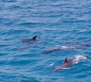 Delfin Tour Makadi Bay