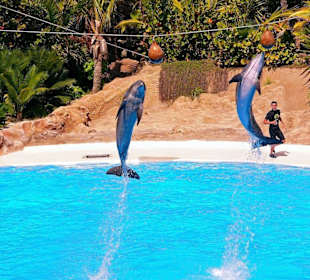 Loro - Park Delfin - Show