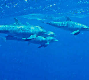 Schnorcheln Hurghada