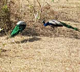 Nationalpark Udawalawe
