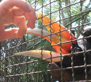 Phuket ZOO - 10 / 2010