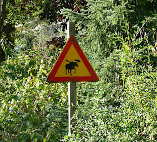 Elch Crossing in der Yukon Bay