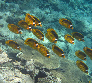 Wie im Aquarium 