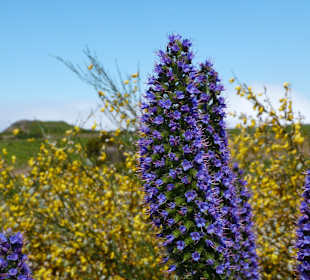 Sommer auf der Hochebene Paul da Serra