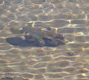 Ein Krake direkt am Strand