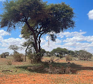 Tsavo Ost Nationalpark