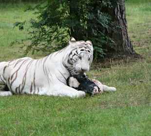 Serengeti Park Hodenhagen