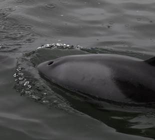 Benguela-Delphin