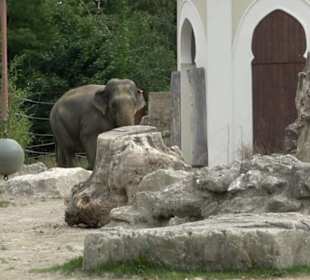 Tierpark Hellabrunn - Reich der Elefanten
