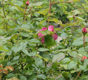 Im Victoria-Park in Berlin-Kreuzberg