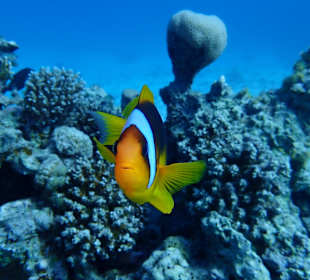 Schnorcheln Abu Soma