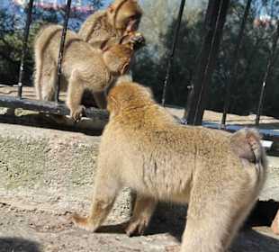 Ausflug nach Gibraltar 