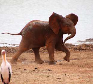 Tsavo Ost Nationalpark