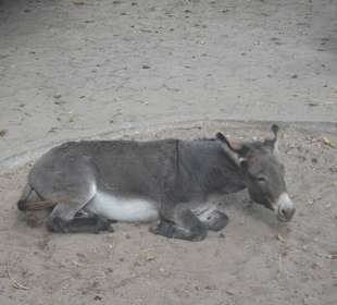 Zoo Warszawa