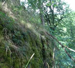 Burgruine Blankenstein