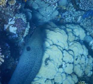 Fische