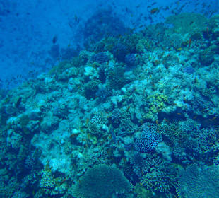 Schnorcheln beim Riff