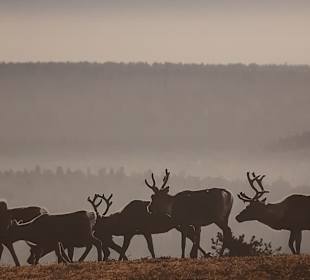 Wandern Saariselkä