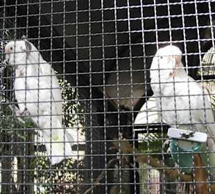 Vögel auf dem Schloss