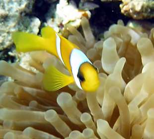 Rwelt Riff Rohanou Beach Resort