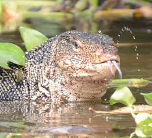 Ein Waran in den Klongs von Bangkok