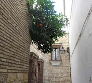 Vorwitziger Orangenbaum