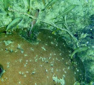 Jednodniowa wycieczka Cayo Largo 