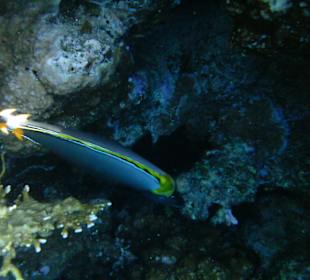 Unterwasserwelt Hotel Sharm Plaza