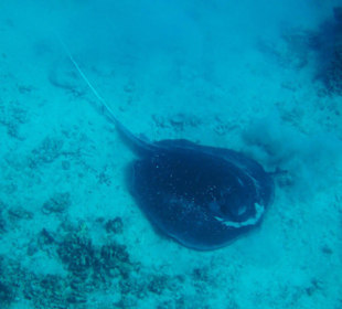 Schwarzpunktrochen am Hausriff Nord...